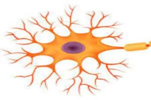 neurona anaxonica