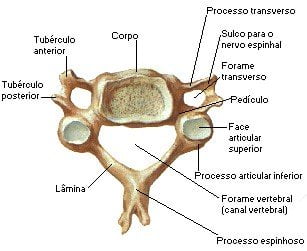 vértebras cervicales