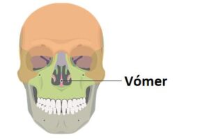 Vómer Vómer