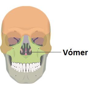 Vómer