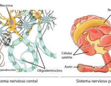 células del sistema nervioso