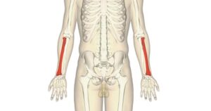 huesos del cuerpo humano vista posterior