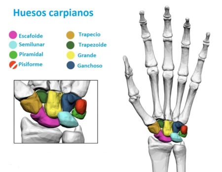 huesos carpianos