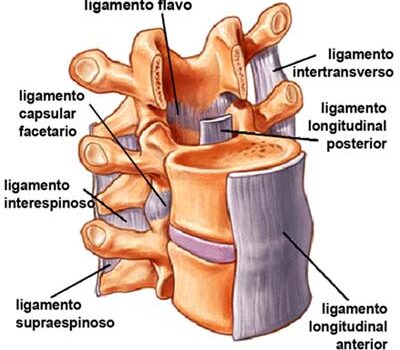 vértebras cervicales