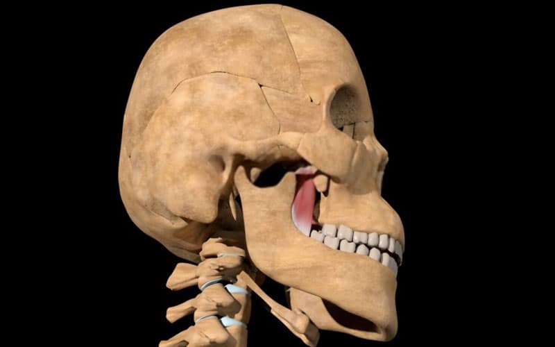 Músculo pterigoideo medial (anatomía, función, importancia)