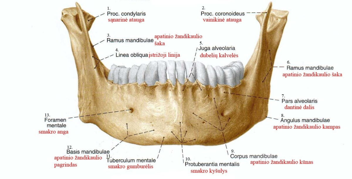 Mandíbula o maxilar inferior ( ramas, cuerpo, agujeros, inserciones)