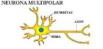 neuronas multipolares