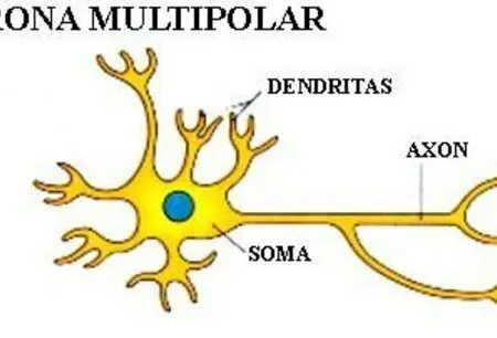 neuronas multipolares