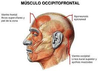 Músculo occipitofrontal