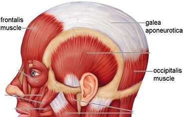músculo occipitofrontal