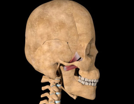 Músculos de la masticación músculo pterigoideo lateral