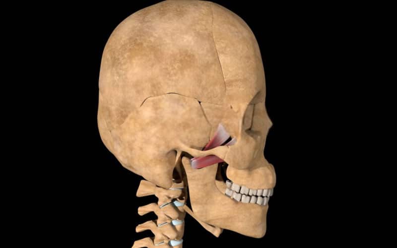 Músculo Pterigoideo Lateral Anatomía Función Importancia 8414