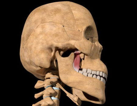 Músculos de la masticación músculo pterigoideo medial