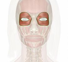 Músculos de la expresión facial Músculo orbicular de los ojos