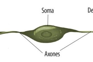 neuronas bipolares