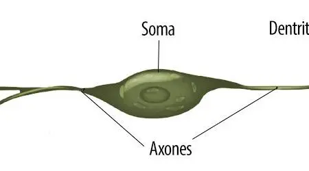 neuronas bipolares