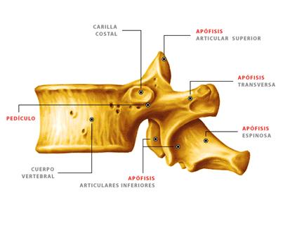 vértebras lumbares