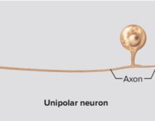 neuronas unipolares