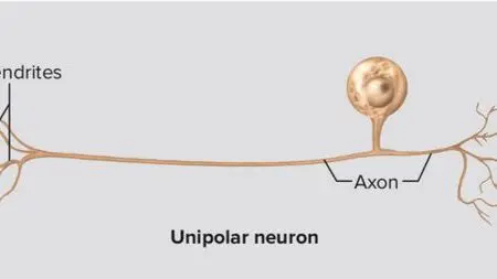 neuronas unipolares