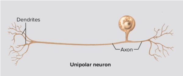 neuronas unipolares
