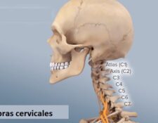 vértebras cervicales