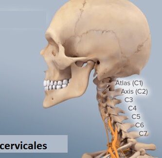 vértebras cervicales