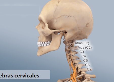 Vértebras cervicales vértebras cervicales