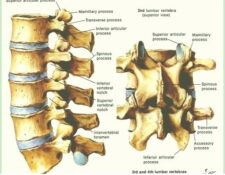 vértebras lumbares