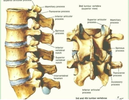 Vértebras lumbares vértebras lumbares