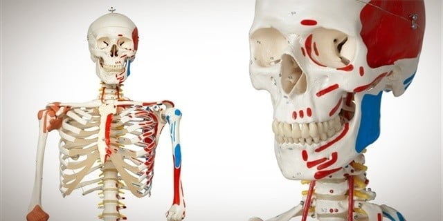 ? Modelos anatómicos ▷ Los mejores modelos del 2023 de ventas aquí