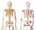 modelos de esqueleto humano