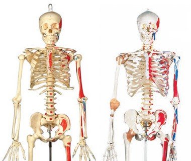 Modelos de esqueleto humano 2023 | Anatomía Topográfica