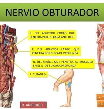 nervio obturador