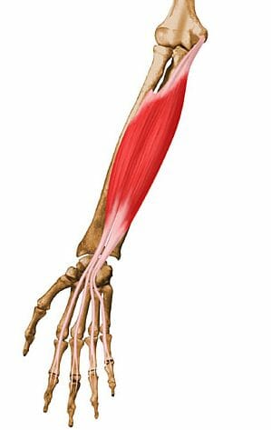 Músculo flexor común superficial de los dedos