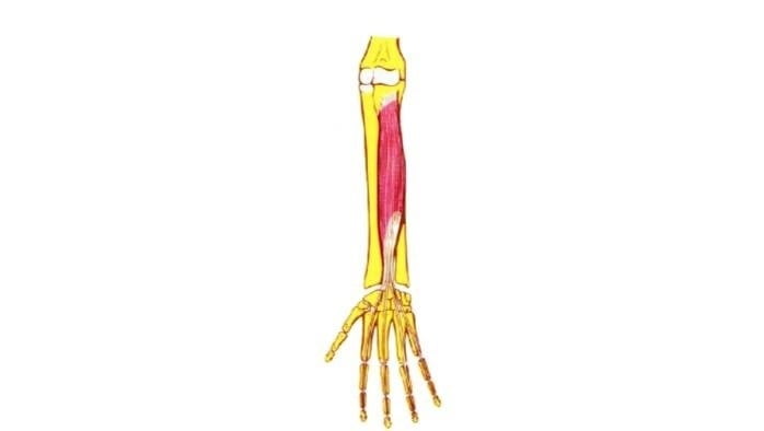 Flexor común profundo de los dedos Flexor común profundo de los dedos