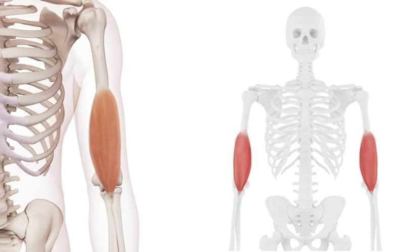 Braquial anterior Braquial anterior