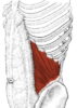 músculo oblicuo interno