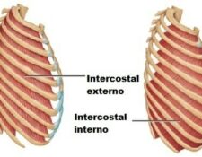 músculos intercostales
