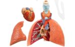 modelos de pulmón