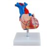 modelos del corazón humano