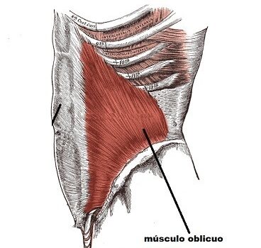 musculo oblicuo menor