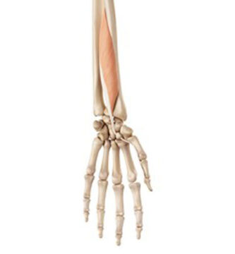 Músculo flexor largo del pulgar