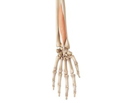Músculo flexor largo del pulgar Músculo flexor largo del pulgar