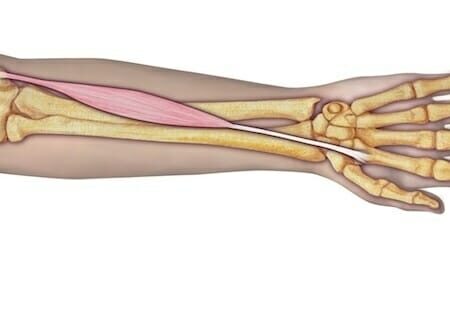 Flexor radial del carpo flexor radial del carpo