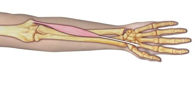 Flexor radial del carpo flexor radial del carpo