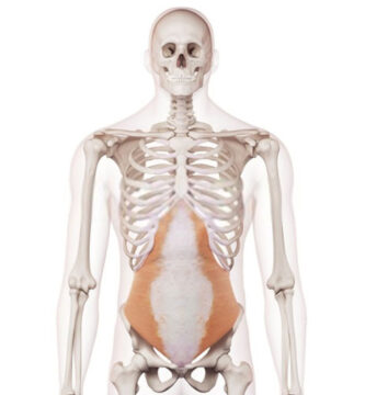 músculo transverso del abdomen