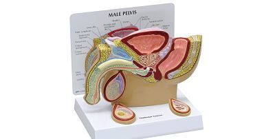 Modelos genitales y pelvis