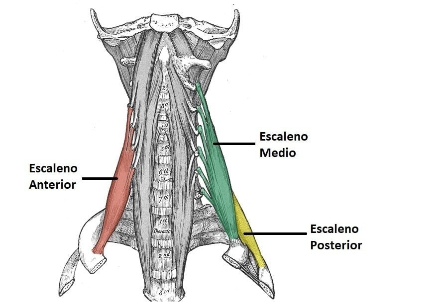 escaleno posterior origen e insercion