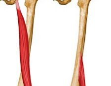 bíceps femoral