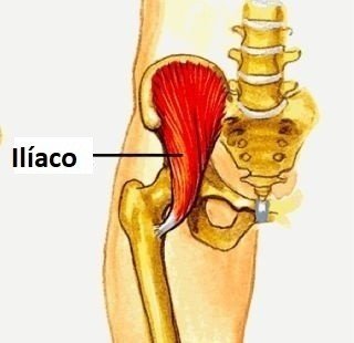 músculo ilíaco